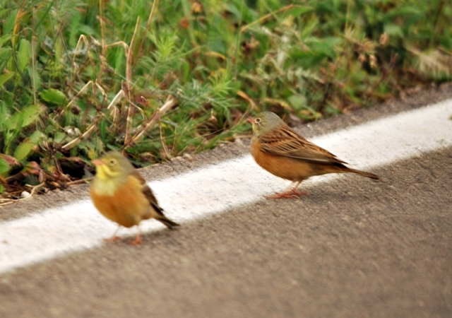 Ortolano da confermare